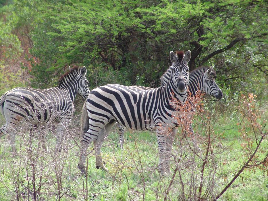 family of zebras in the Kruger National Park, South Africa