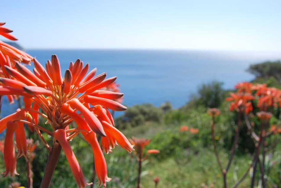 Sea Flower Arid landscape