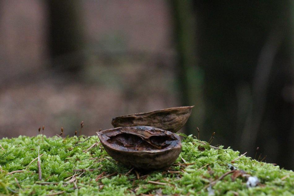 Wood nuts on moss