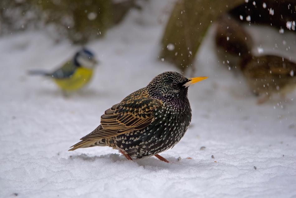 starling and titmouse in the snow
