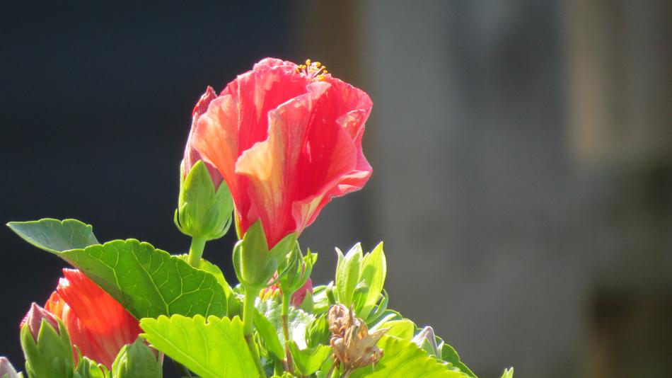 red Flower Hibiscus Floral