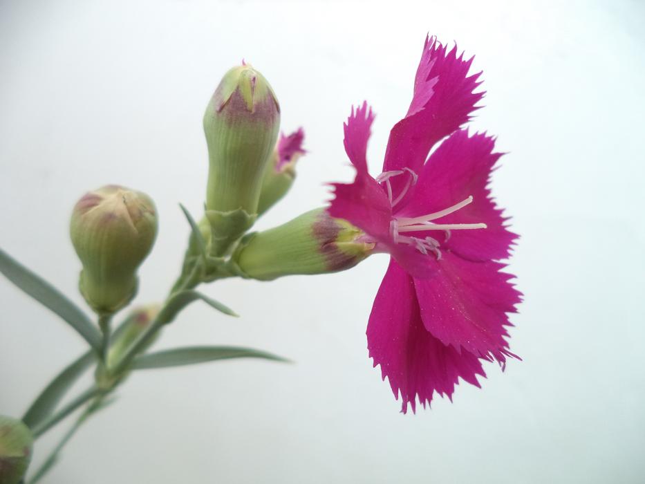 a beautiful pink flower on a stem