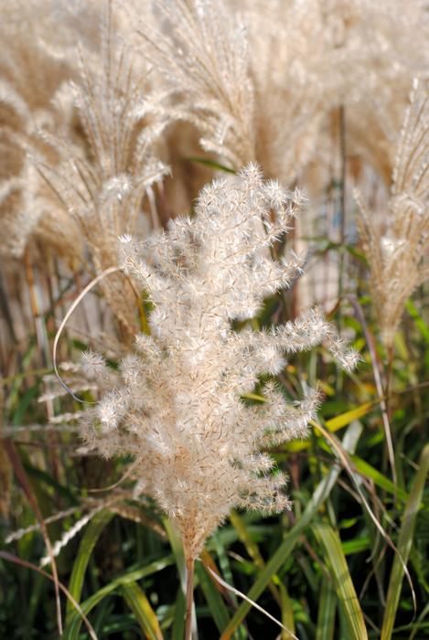 Cereals Natural Field