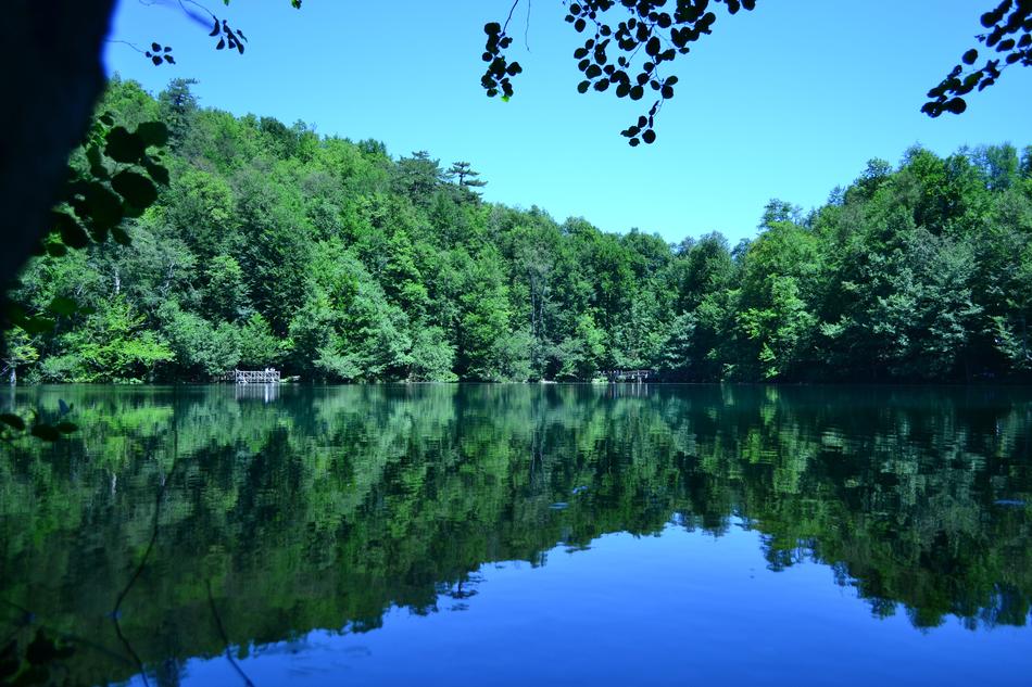 trees with lake forest