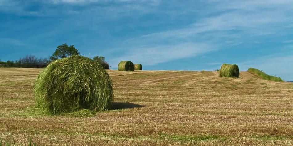Field Nature Summer
