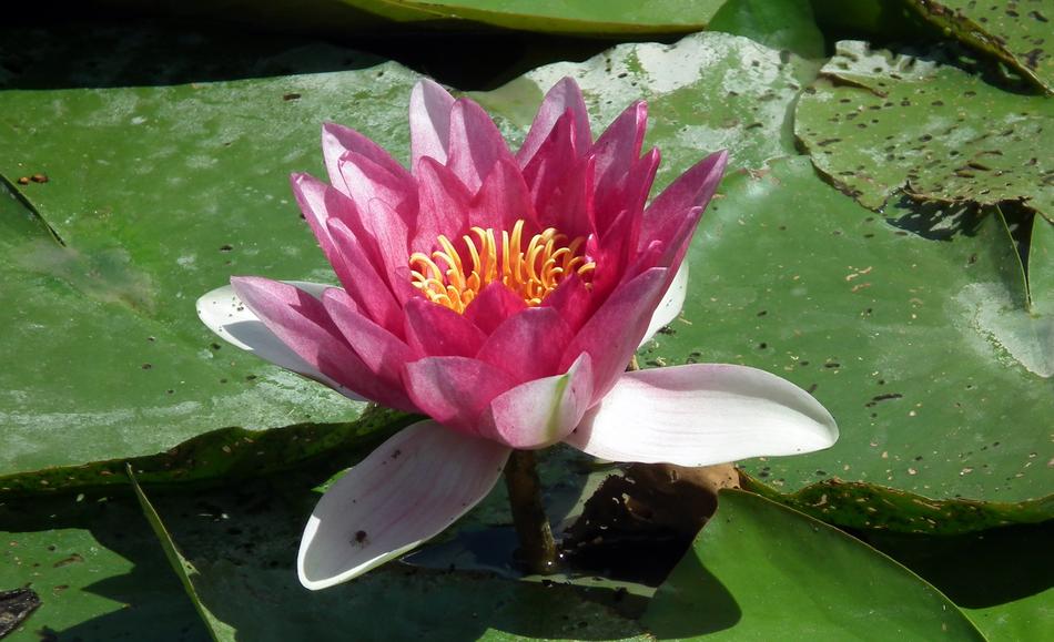 pink flower with leaves