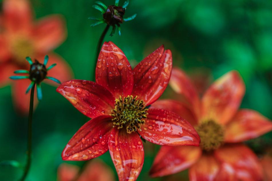 Garden wet Flower Blossom