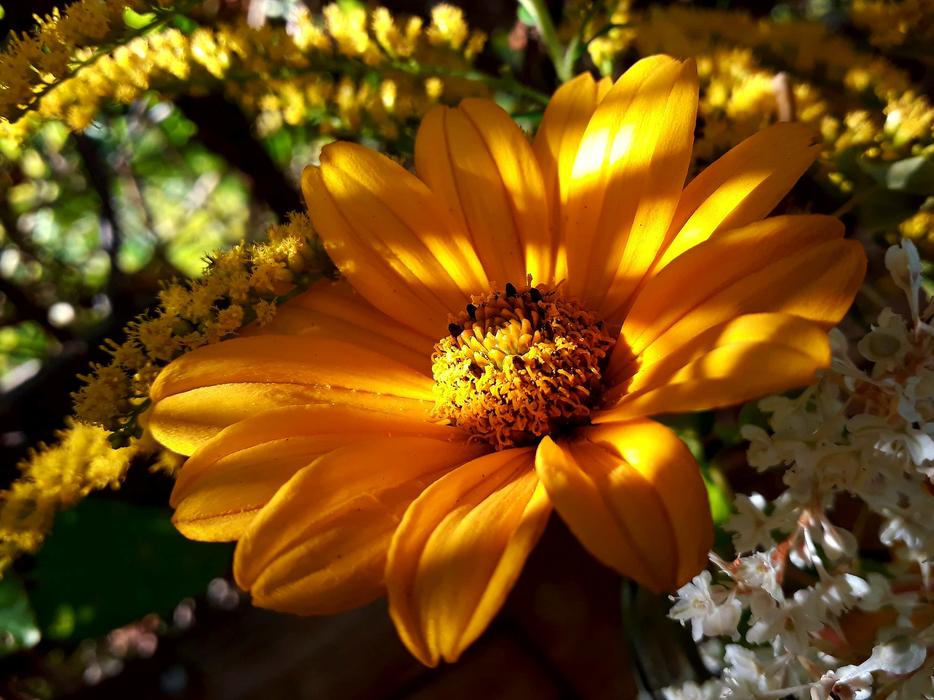 big orange flower in the garden landscape view