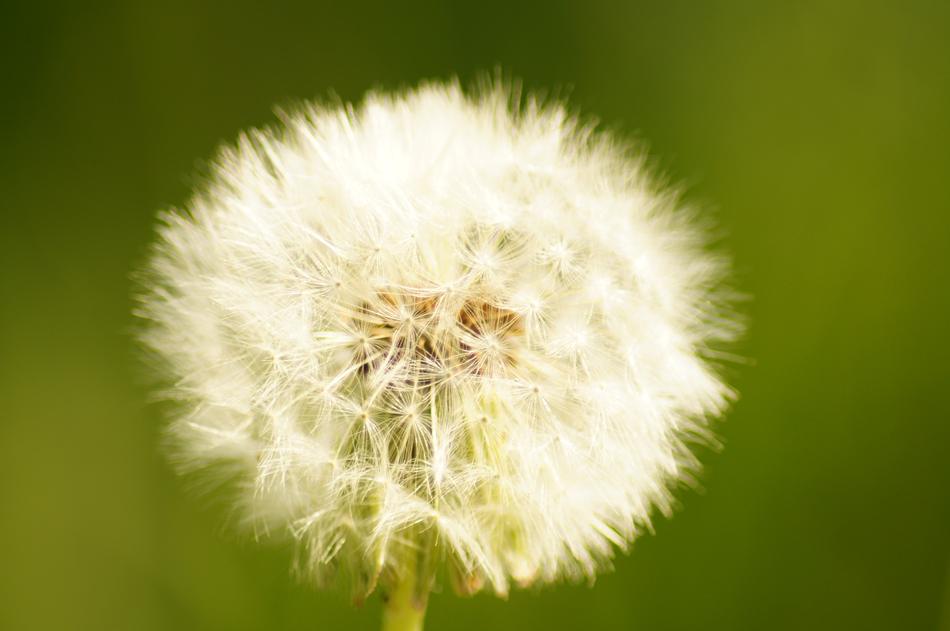 Dandelion fluffy plant macro photo