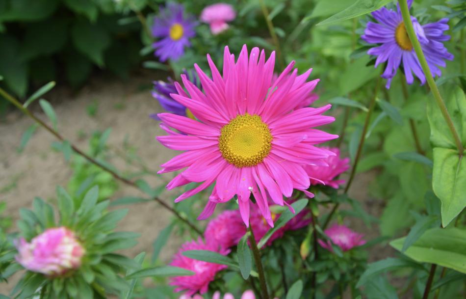 Flowers Flower Marguerite Bright