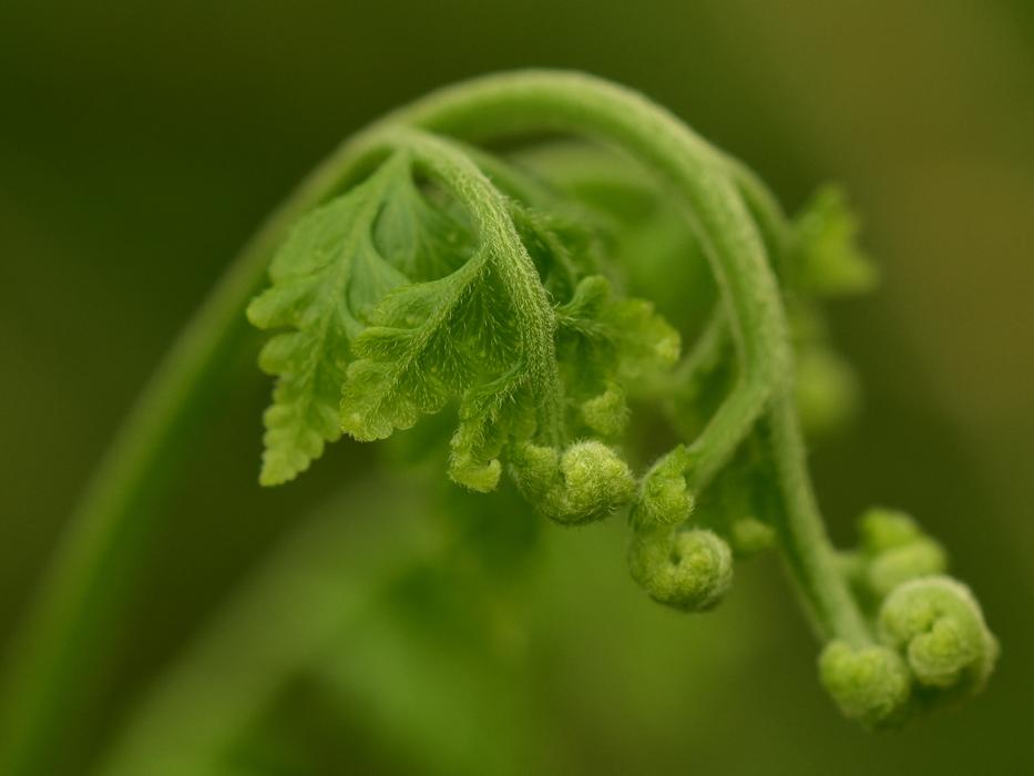 green Fern Leaf Frond