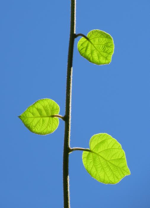 Green Leaves Plants at background of blue sky