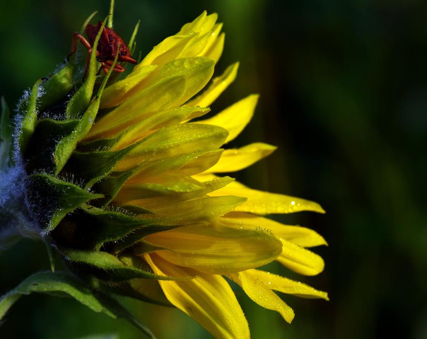 yellow flower is beautiful in the garden