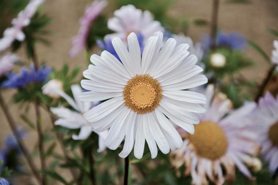 Flowers Daisies Petals