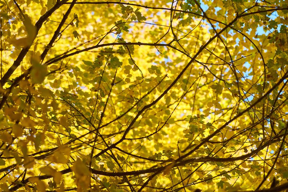 Autumn tree yellow Leaves at sunlight