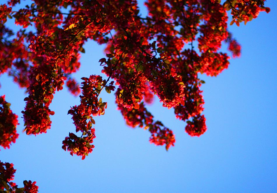 a fall tree with a blue sky