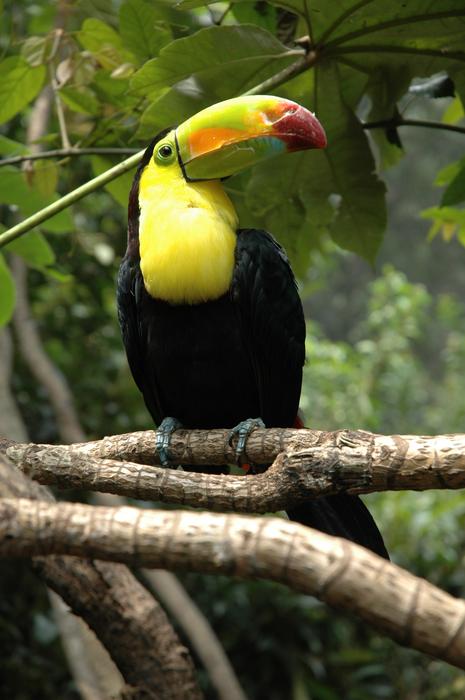 Zoo Chapultepec Mexico