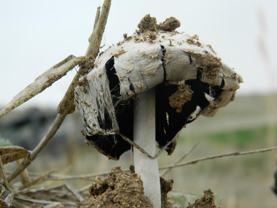 Outdoor Mushroom in nature