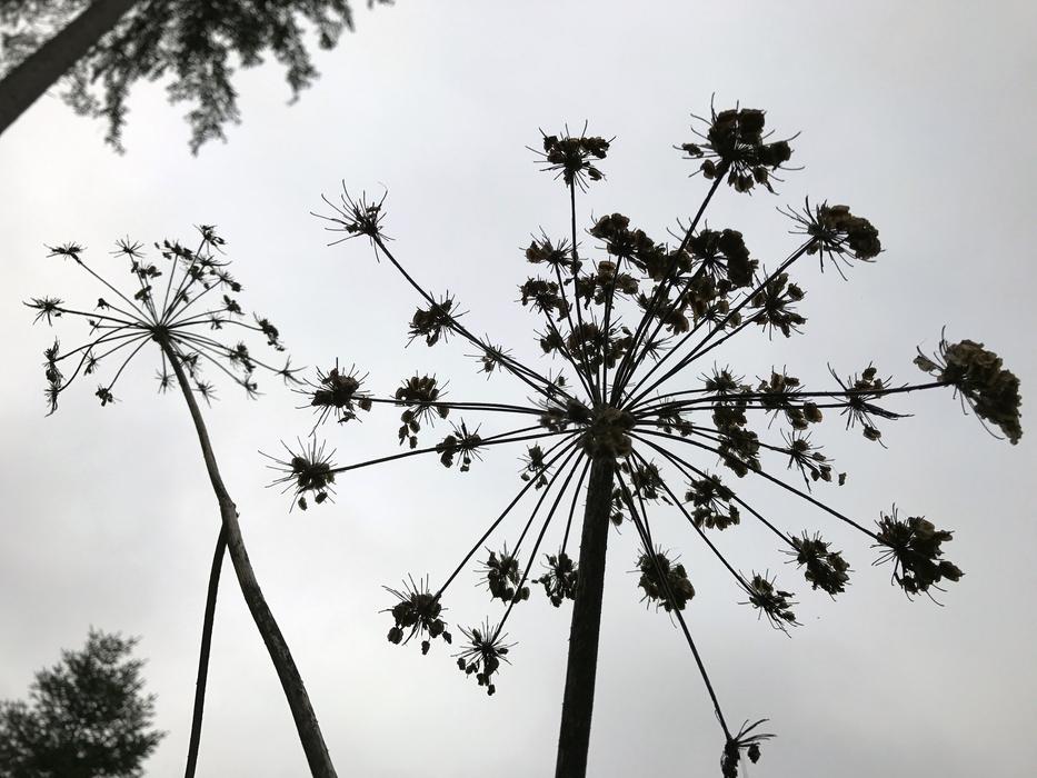plant Plant Silhouette Black And White photo