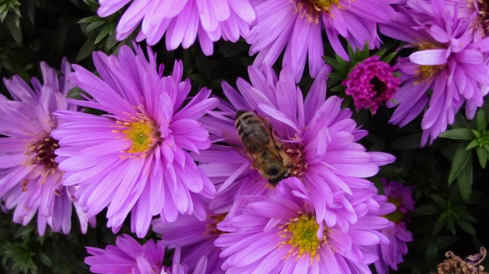 Insects Flower The Pollen