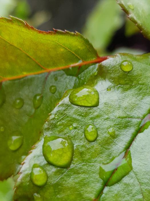 Leaf Plant Pearl
