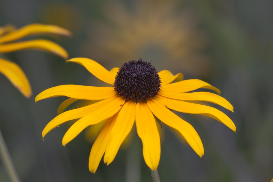Yellow Rudbeckia Coneflower