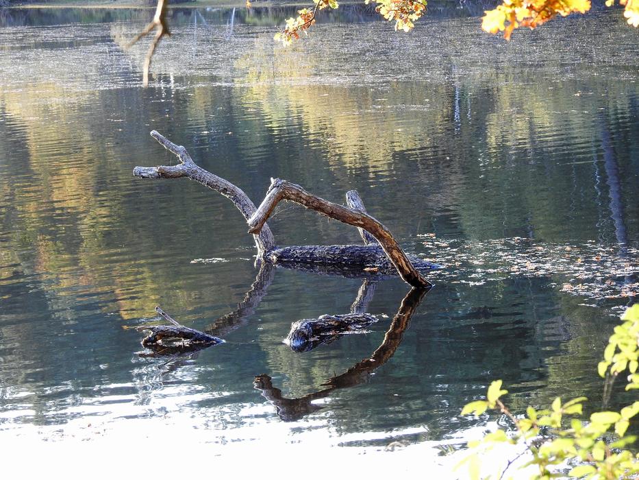 big branches on the water in the lake