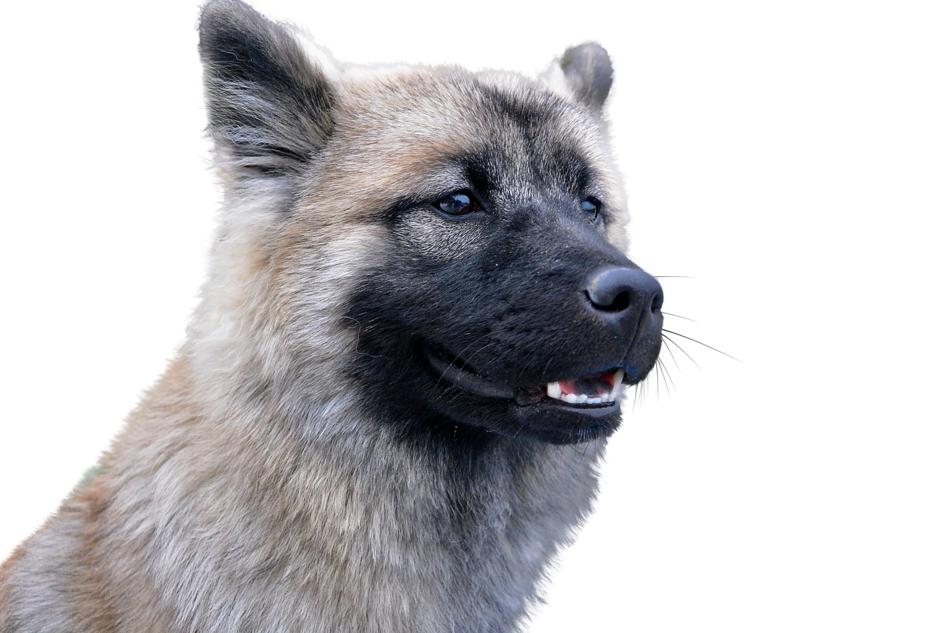 Dog Isolated Animal