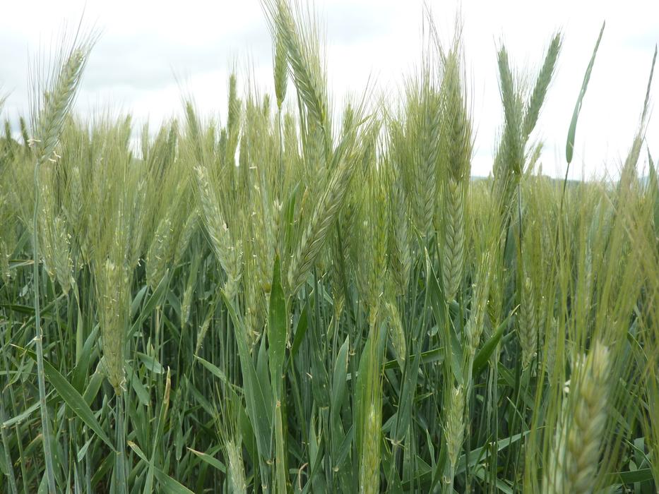 Cereals Field Nature