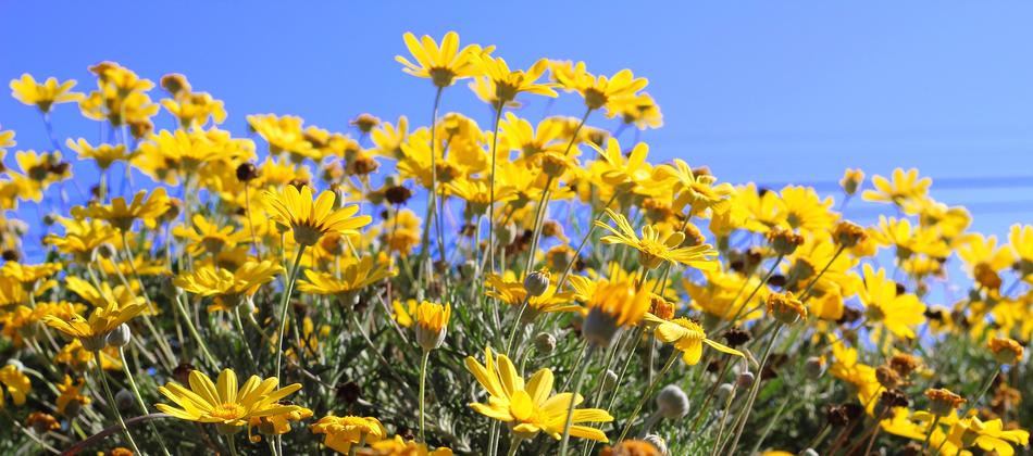 Yellow Daisy