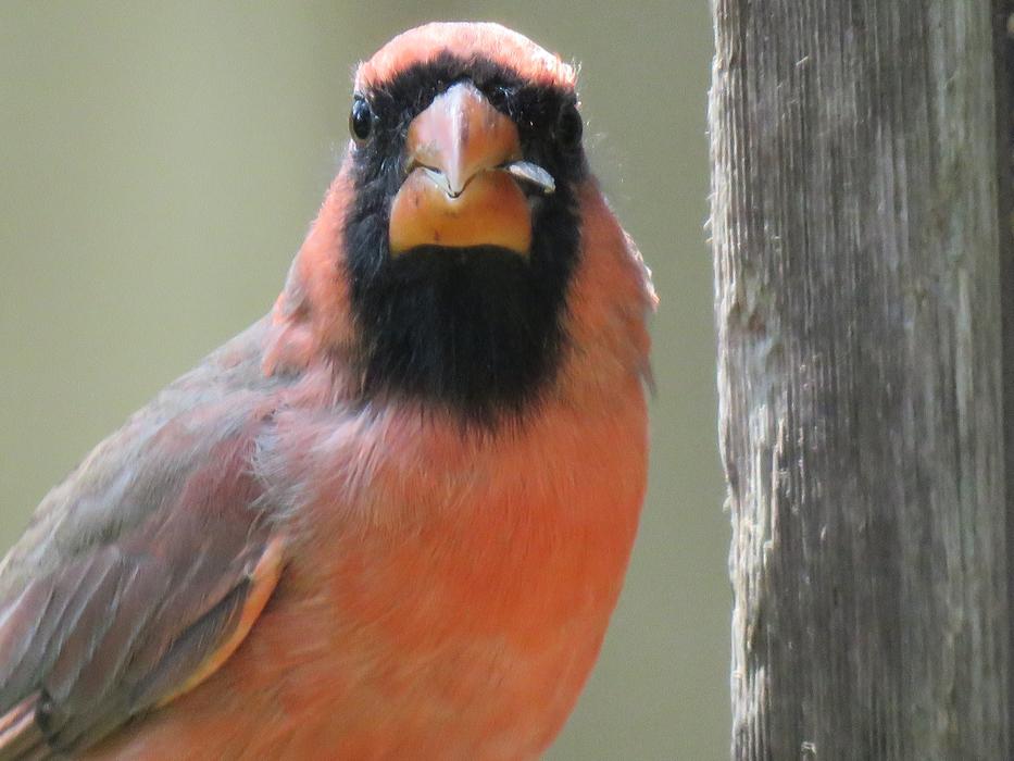 Red Bird Mature Male Close Up