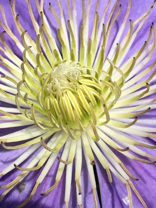 a beautiful purple flower