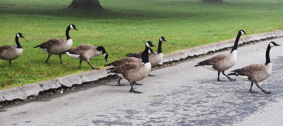 Crossing Gaggle Of Geese