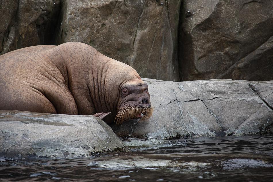 fat walrus in the zoo