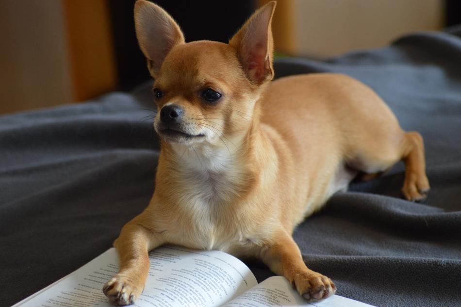 Chihuahua Dog and Book at home