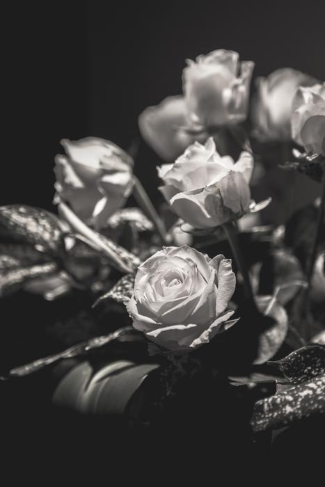 Flower Rose Light And Shadow photo