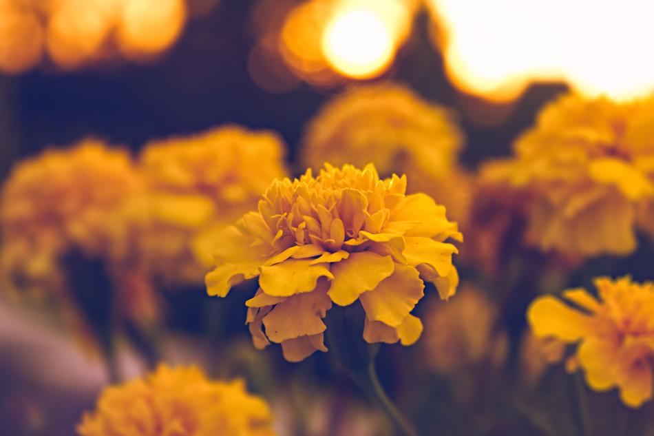 Flower Macro Natural Yellow