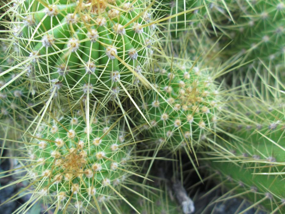 Cactus Spine plants