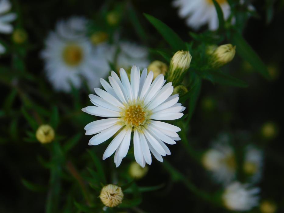 Autumn Flower Daisy