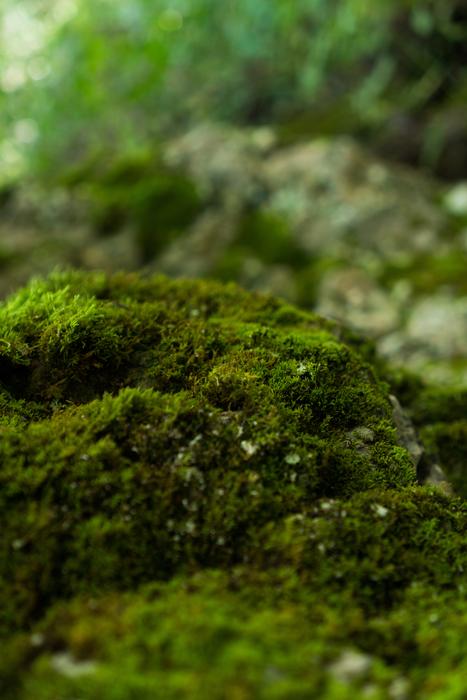 Organic Moss in Nature