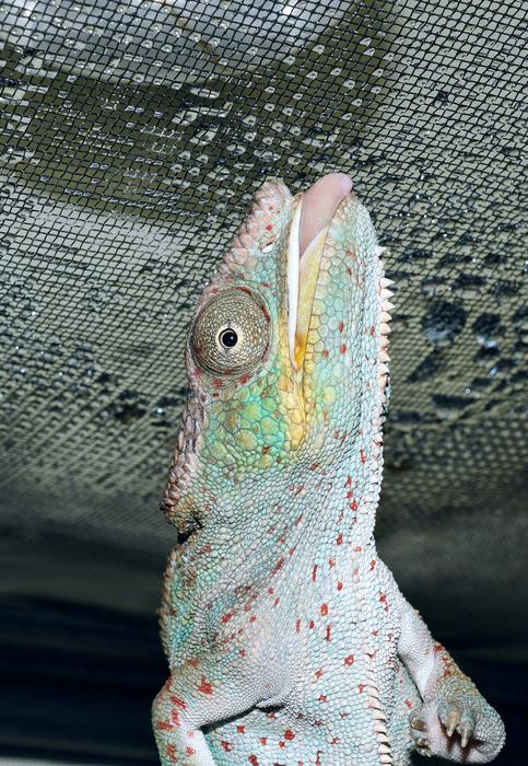 funny colored lizard