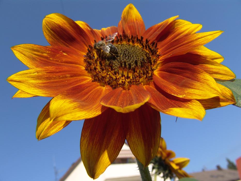 Sunny Blossom Bloom