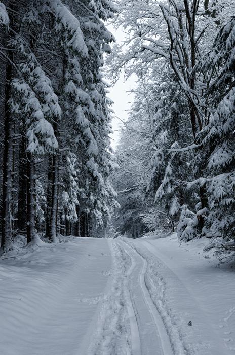 Snowy Winter forest mood
