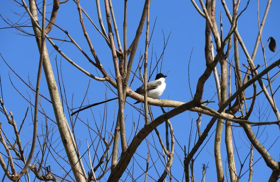 Swallow The Tail Of Scissors