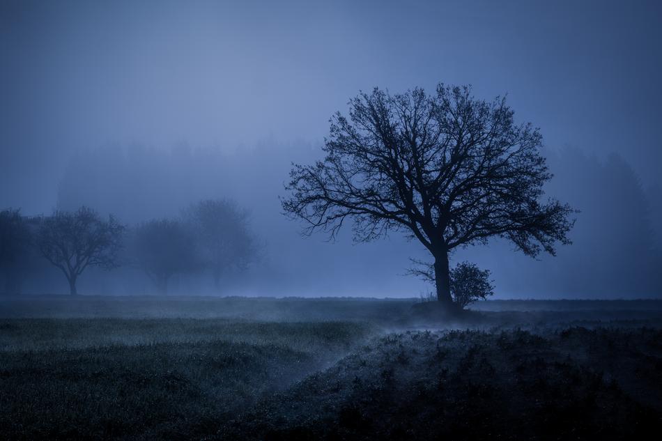 Tree Fog Mood