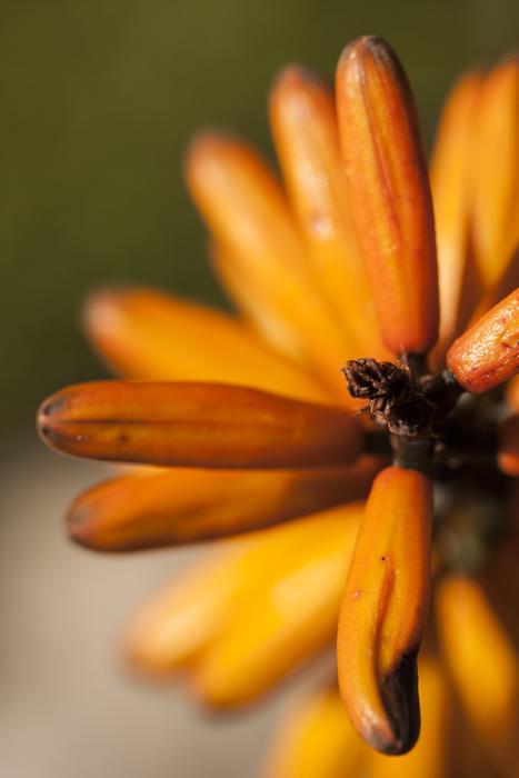 orange spring Flowers Macro view