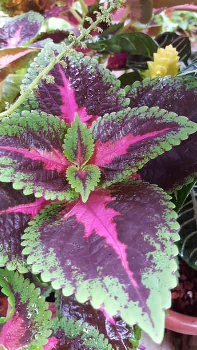 Colorful Leaves in botanical garden
