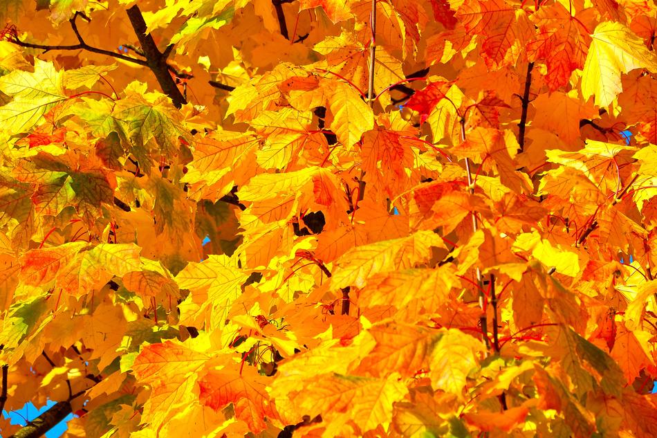 The fall landscape is beautiful
