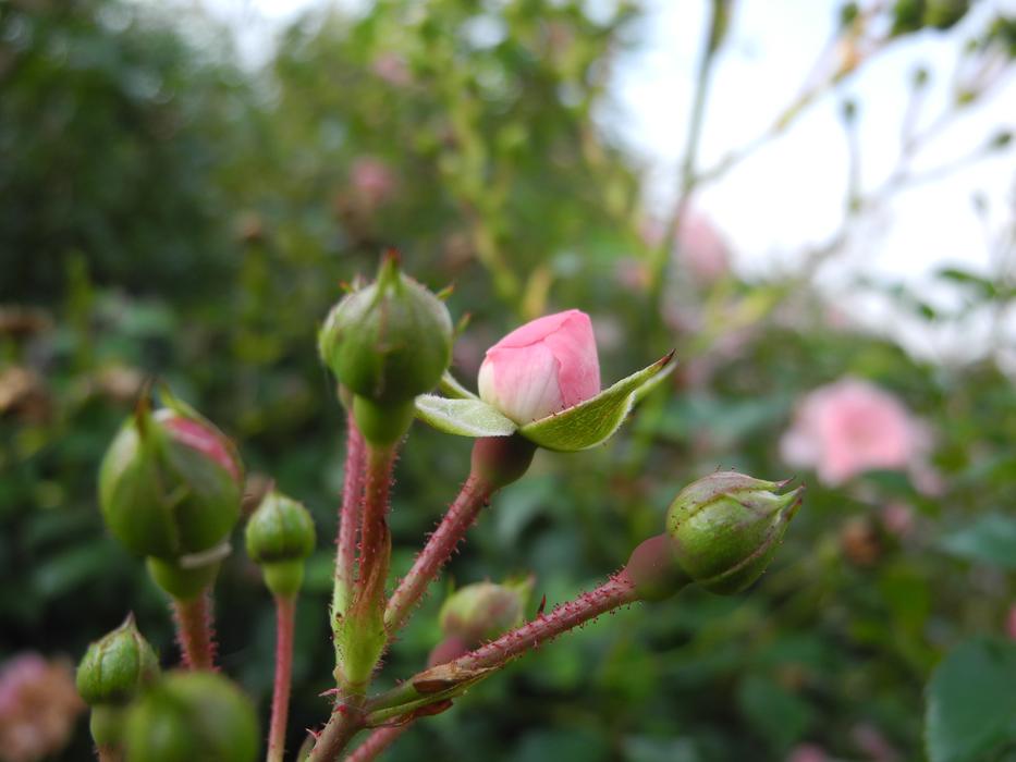 rose blossom in the garden