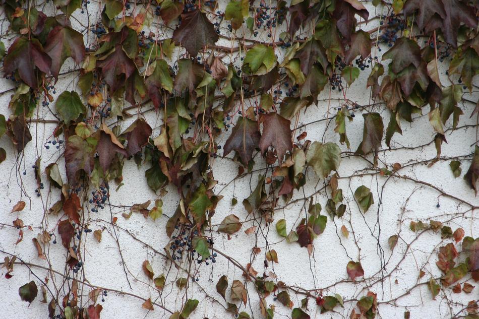 Wood leaves Wallpaper